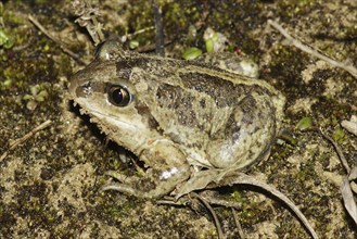 Common spadefoot toad, Pelobates fuscus, toad