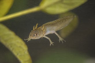 Pond newt larva, Lissotriton vulgaris, smooth newt