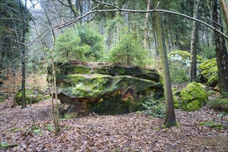 Moss-covered sandstone with small fir trees on the stone in the Saxon Switzerland Nature Park.