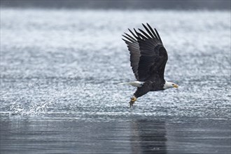 A majestic bald eagle catches a fish from the lake during winter feeding before migration in north