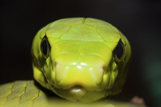 Common Mamba, Dendroaspis angusticeps, Kenya, Africa