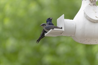 The purple martin (Progne subis), a couple of birds, male and female sitting on edge of nest box