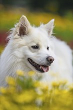 Icelandic dog, photographed in Stuttgart's Killesbergpark