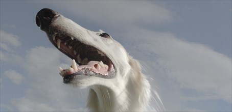 Wide angle portrait of a borzoi dog