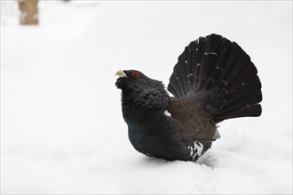 Auerhahn, Tetrao urogallus, wood grouse