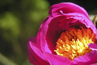 Pink and yellow peony bud opening up