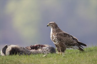 Buzzard, Buteo buteo, Common Buzzard