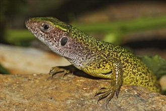 Green lizard, Lacerta viridis, European green lizard