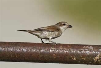 Red-backed shrike ? Female, Lanius collurio, red-backed shrike ? female