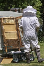 The beekeeper checks honeycomb, working with bees and collects honey in garden