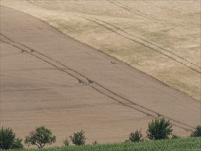 A roebuck leaps through grain fields