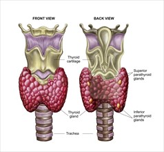 Anatomy of thyroid gland with larynx & cartilage