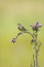 A meadow pipit sitting on a thistle