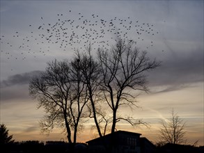 A flock of starlings taking off from a large tree at dusk