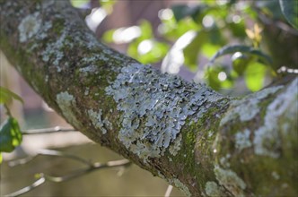 Ax felled tree with lichens close up