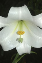 Down the throat of a large white lily