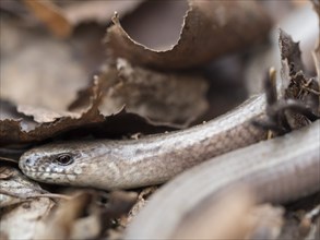 A western slow worm hides under old leaves