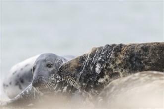 A grey seal bull stops abruptly, causing rings to form behind its head