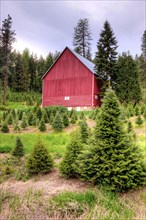 A large red barn in the middle of a Christmas tree farm. near Coeur d'Alene, Idaho