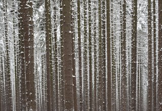 Snow-covered spruce forest