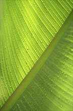 Background shot of tropical leaf with raindrops