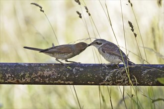 Red-backed shrike, female with young bird, Lanius collurio, red-backed shrike ? female with squab