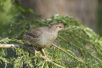 Female quail on a small pine tree branch in Rathdrum, Idaho