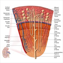 Anatomy of human kidney function