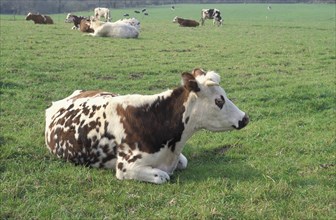 Normande cows grazing in a field