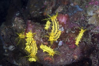 Yellow sea cucumber, Colochirus robustus, Komodo National Park, Indonesia, Asia