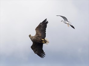 A herring gull attacks a white-tailed eagle in flight