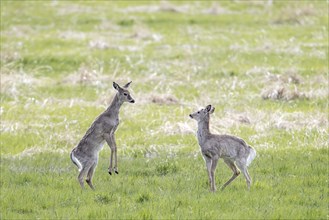 One white tail deer stands up in front of another deer in a possible conflict near Newman Lake,