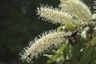 Spray of whie flowers, possibly a grevillea