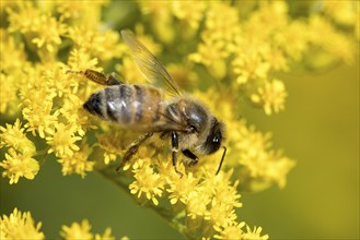 A honeybee gathers pollen from yellow flowers at Manito Park in Spokane, Washington