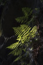 Dryopteris dilatata glow in a dark gorge in Saxon Switzerland