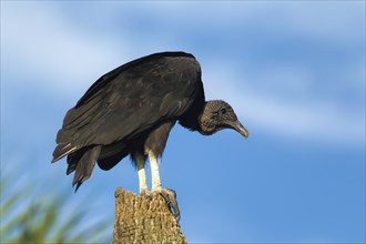 A large black vulture is perched on a tree stump in Lake Woodruff by Deland, Florida