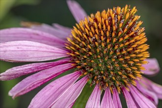 An extreme close up of the Pale Purple Cone flower