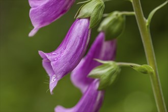 A close up of a foxglove flower in the Olympic Peninsula of Washington