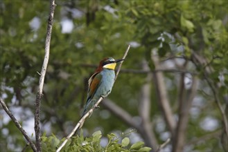 Bee-eater, Merops apiaster, European bee-eater