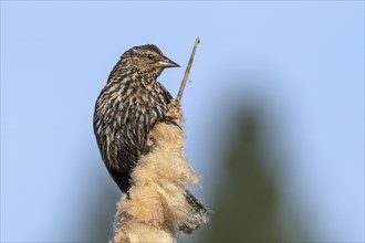 A female red-winged blackbird (agelaius phoeniceus) on a cattail in north Idaho