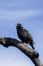 A small European Starling is perched on a bare branch against a blue sky at Farragut State Park in