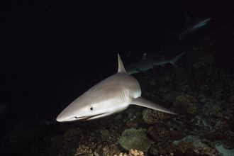 Grey reef sharks hunting at night, Carcharhinus amblyrhynchos, Fakarava, Tuamotu Archipelago,