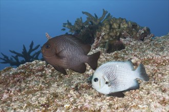 Spawning three-spotted damselfish, Dascyllus trimaculatus, Christmas Island, Australia, Asia