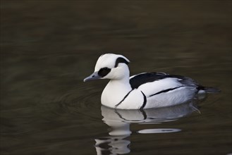 Red-breasted Merganser, Mergellus albellus, smew