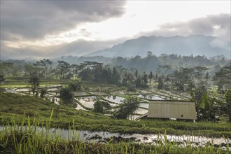 The green side of Bali, green rice terraces in the original Bali. Rice cultivation in the midst of