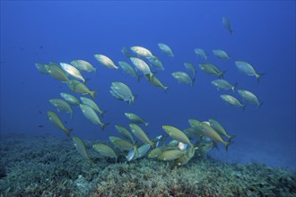 Shoal of golden stripe, Sarpa salpa, island Vis, Mediterranean Sea, Croatia, Europe