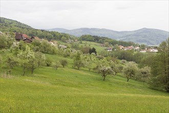 Orchards, orchards