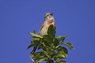 Common linnet, Carduelis cannabina, common linnet