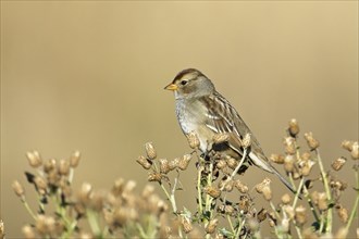 A small cute Lincoln's Sparrow is perched on a dried plant in a meadow near Liberty Lake,