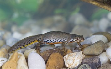 Alpine newt, Triturus alpestris